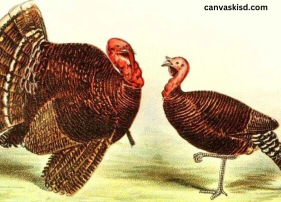 Clipart:t4h-x66pih4= Turkey