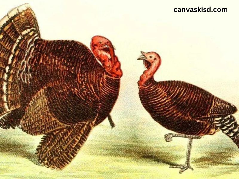 Clipart:t4h-x66pih4= Turkey