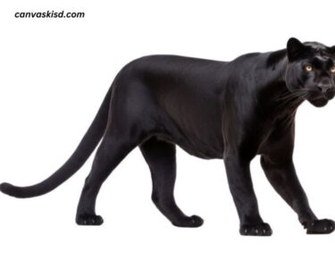 Animal:g0evqwtyrx0= Black Panther