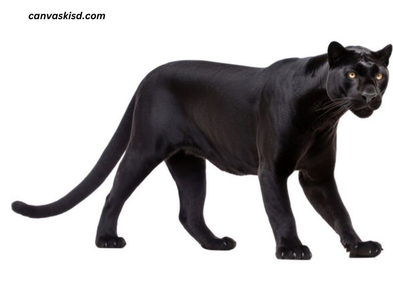 Animal:g0evqwtyrx0= Black Panther