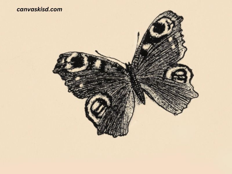 Drawing:5DLMDOWXULA= Butterfly