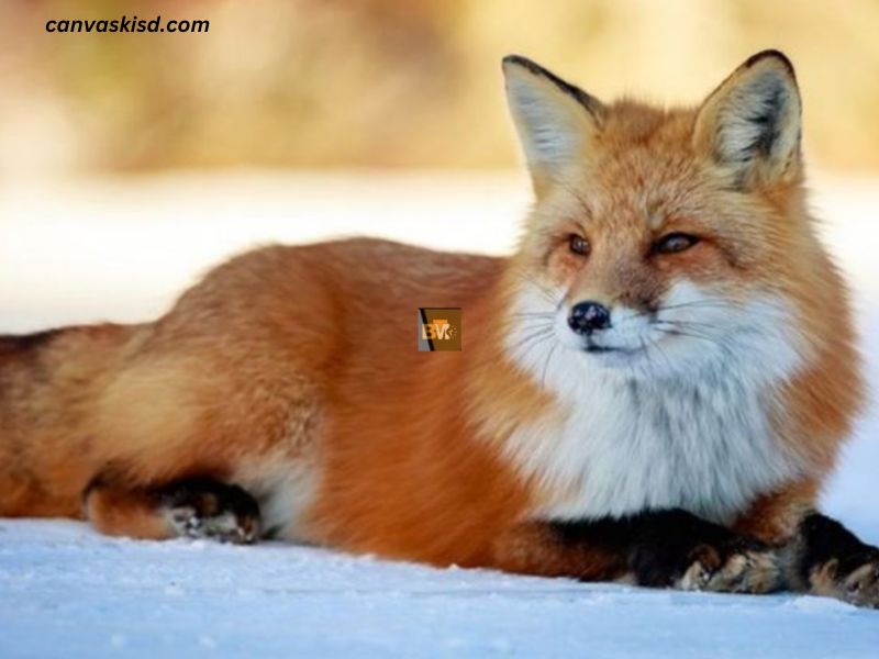 Cute:vckxjxf4zh0= Fox